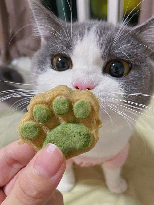 猫能吃饼干吗