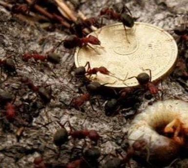 食人蚁把人吃成白骨全过程